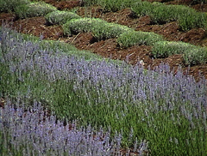 Lavender in June